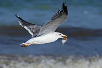 Heuglin's gull (Larus heuglini) in flight with fish, Oman, November.