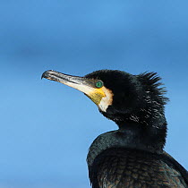 Great cormorant (Phalacrocorax carbo) close-up, Denmark, May.