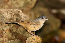 Brown fulvetta (Alcippe brunneicauda) perched on rock, Thailand, February.