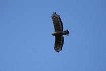Crested serpent eagle (Spilornis cheela) in flight, India, January.