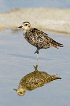 Pacific golden plover (Pluvialis fulva) moulting, during migration, Oman, May.