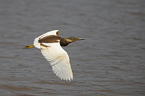 Indian pond heron (Ardeola grayii) in flight over water, India, January.