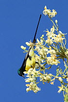 Nile valley sunbird (Hedydipna metallica) male feeding, Oman, February.