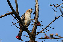 Crested hawk eagle (Nisaetus cirrhatus) perched in tree, India, January.