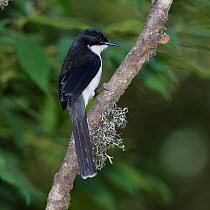 Dark backed sibia (Heterophasia melanoleuca) perched on branch, Thailand, February.