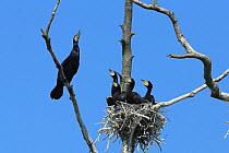 Great cormorant (Phalacrocorax carbo) adult perched near young in nest, Germany, May.