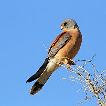 Lesser kestrel (Falco naumanni) male perched, Oman, April.
