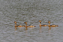 Lesser whistling duck (Dendrocygna javanica) four on water, India, January.