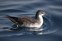 Persian shearwater (Puffinus persicus) on water, Oman, May.