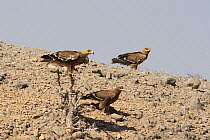 Eastern imperial eagle (Aquila heliaca) juvenile along with two Steppe eagles (Aquila nipalensis) on hillside, Oman, February.