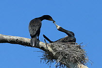 Great cormorant (Phalacrocorax carbo) pair bonding at nest, Germany, May.