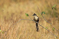 Jacobin cuckoo (Clamator jacobinus) on twig, India, February.