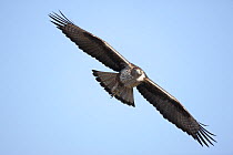 Bonelli's eagle (Aquila fasciata) in flight Oman, February.