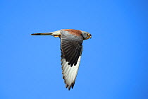 Lesser kestrel (Falco naumanni) male in flight, Oman, April.