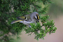 Golden crowned kinglet (Regulus satrapa) looking for food, New Jersey, USA, October.
