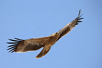 Eastern imperial eagle (Aquila heliaca) juvenile in flight, Oman, February.