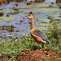Lesser whistling duck (Dendrocygna javanica) at edge of lake, India, January.