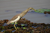 Indian pond heron (Ardeola grayii) looking for food, India, January.