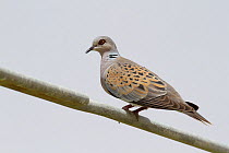 European turtle dove (Streptopelia turtur) perched, Oman, May.