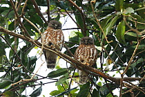 Brown hawk owl (Ninox scutulata) pair on branch, India, January.