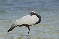 Demoiselle crane (Grus virgo) resting, Oman, February.