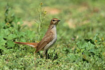 Common nightingale (Luscinia megarhynchos) Oman, April.