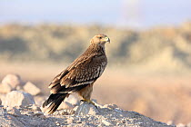 Eastern imperial eagle (Aquila heliaca) juvenile, Oman, November.