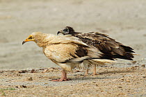 Egyptian vulture (Neophron percnopterus) adult and juvenile, Oman, April.