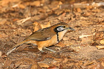 Greater necklaced laughingthrush (Garrulax pectoralis) on ground, Thailand, February.