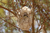 Nile valley sunbird (Hedydipna metallica) female in nest, Oman, February.