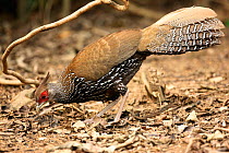 Kalij pheasant (Lophura leucomelanos) female, Thailand, February.