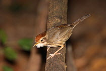 Puff throated babbler (Pellorneum ruficeps) with puffed throat feathers, Thailand, February.