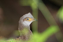 Grey peacock pheasant (Polyplectron bicalcaratum), Thailand, February.