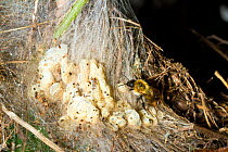 Tree bumblebee (Bombus hypnorum) crawling over silk nest produced by wax moths (Galleriinae) in an old bird's nest, garden hedge, Somerset, UK, August.