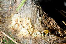 Tree bumblebee (Bombus hypnorum) crawling over silk nest produced by wax moths (Galleriinae) in an old bird's nest, garden hedge, Somerset, UK, August.