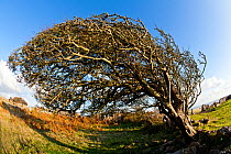 Hawthorn tree (Crataegus monogyna) shaped by the prevailing wind,  growing in sheep pasture near Oxwich Point, Gower peninsula, Wales, UK, October.