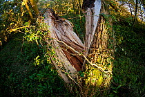 Ash tree (Fraxinus excelsior) trunk split open by gale force winds, Oxwich Bay Nature Reserve, Gower peninsula, Wales, UK, October.
