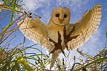 Barn Owl (Tyto alba) hunting/hovering, Somerset, UK, trained bird.