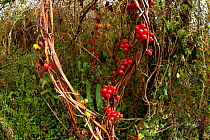 Black Bryony (Tamus communis), with berries, Oxwich Bay, Gower peninsula, Wales, UK, October.