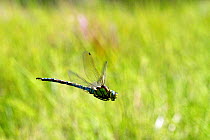 Migrant hawker dragonfly (Aeshna mixta) in flight  over pond at West Harptree Woods, the Mendips, Somerset, UK, August.