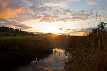 River Brue, at dawn with Glastonbury Tor in background,  Somerset, UK, August.