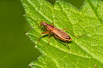 Common damsel bug (Nabis rugosus)  Brockley cemetery,  Lewisham, London, England, UK. April