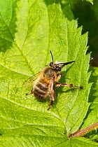 Male Hairy-footed flower bee (Anthophora plumipes)  Brockley cemetery, Lewisham, London, England, UK. April