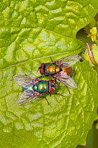 Greenbottles (Lucilia Sp) mating pair showing colour variation, Ladywell Fields, Lewisham, London, England, UK. April