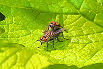 Flesh Flies (Sarcophaga sp) Mating pair Ladywell Fields, Lewisham, London, England, UK. April