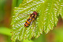 Marmalade hoverfly (Episyrphus balteatus)  Brockley cemetery, Lewisham, London, England, UK. May