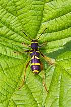 Wasp beetle (Clytra arietis)  Brockley cemetery, Lewisham, London, England, UK. May