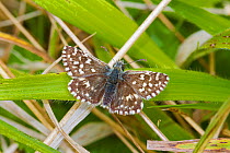 Grizzled skipper butterfly  (Pyrgus malvae) Hutchinson's Bank, New Addington, South London,  England, UK, Vulnerable Species May