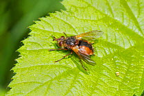 Tachinid fly (Tachina fera)  Brockley cemetery, Lewisham, London, England, UK. May