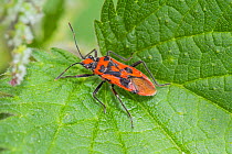 Rhopalid Bug (Corizus hyoscami) Ladywell Fields, Lewisham, London, England, UK. May